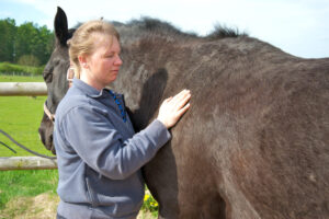 Picture of Sue massaging a black horse's shoulder