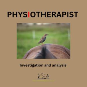 Why does my horse need physio? Investigation and analysis.