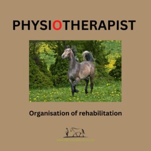 Why does my horse need physio? Organisation of rehabilitation.