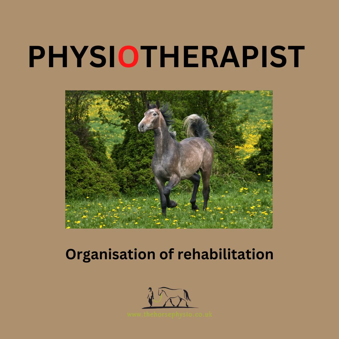 Why does my horse need physio? The Horse Physio Sue Palmer