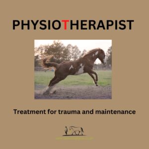 Why does my horse need physio? Treatment for trauma and maintenance.