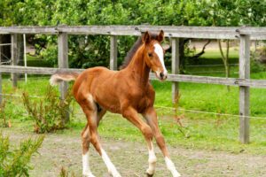 Photo of foal