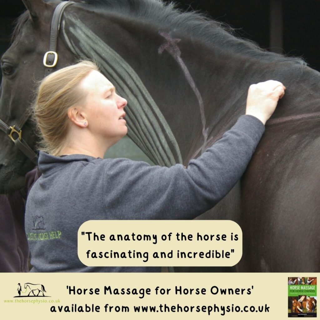 How To Massage (Your Horse) Introduction The Horse Physio Sue Palmer