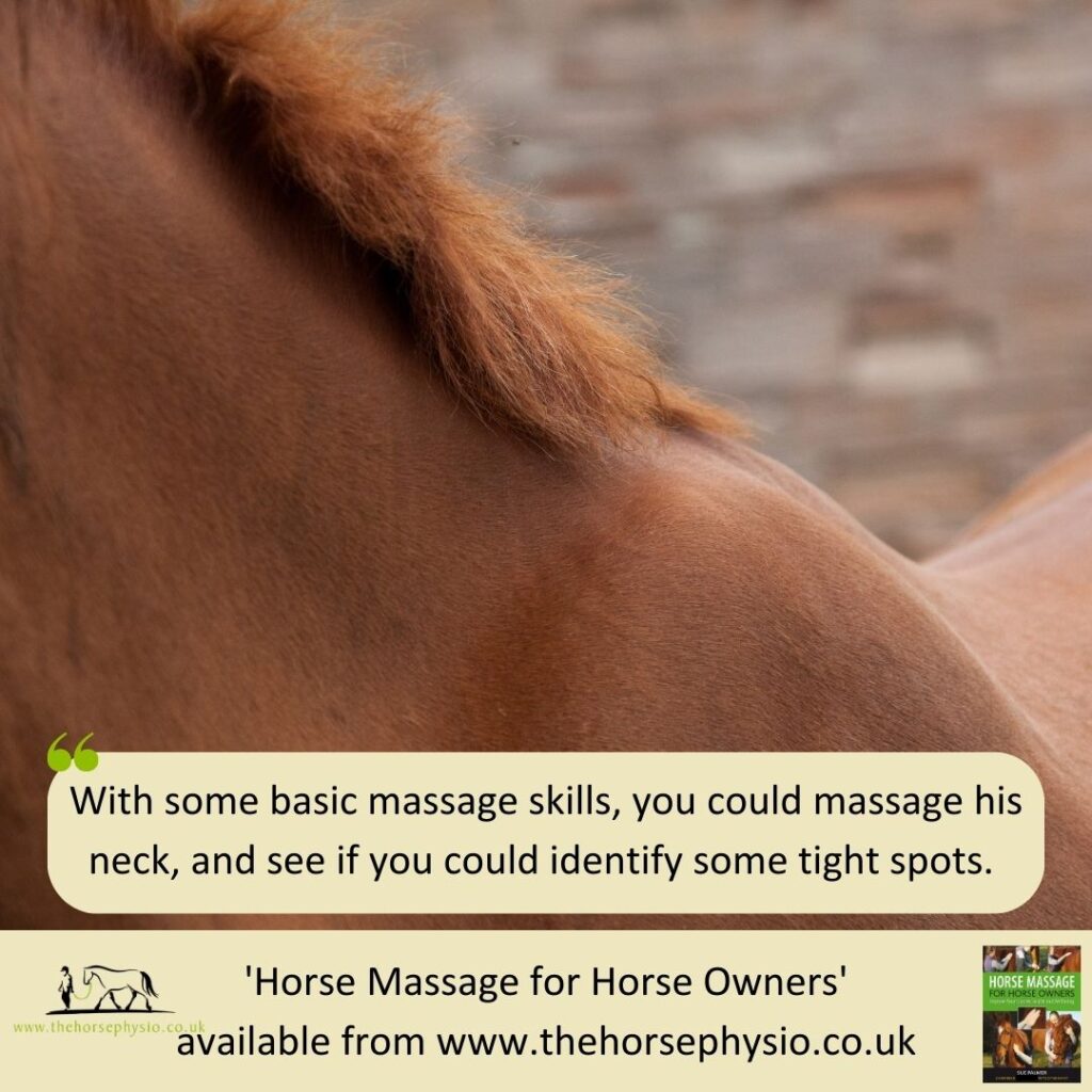 Get your hands on our handson massage course! The Horse Physio Sue