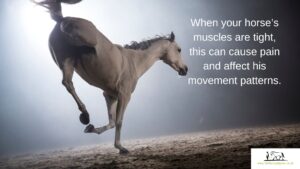 When your horse’s muscles are tight, this can cause pain and affect his movement patterns.
