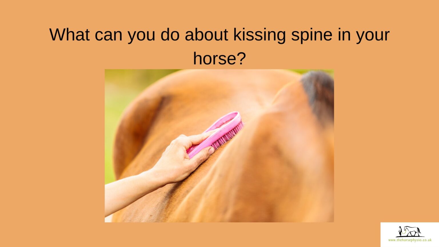 Kissing spine in horses The Horse Physio Sue Palmer